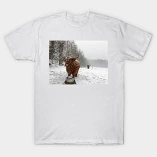 Scottish Highland Cattle Cow 2345 T-Shirt